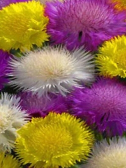 สวีท สุลต่าน (Sweet Sultan) คละ / 50 เม็ด (UK)