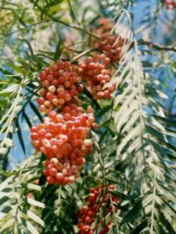 พริกไทยชมพู หรือพริกไทยเปรู (Pink Pepper) / 10 เม็ด (Portugal)