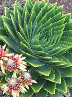 ว่านหางจระเข้ Rotation Aloe / 100 เม็ด