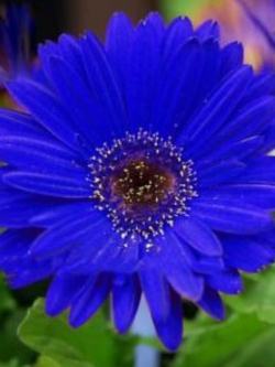 เยอบีร่า (Gerbera) สีน้ำเงิน / 25 เม็ด (หายาก)