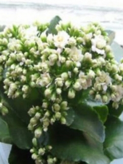 ต้นกุหลาบหิน สีขาว ซ้อน size-S / ต้น