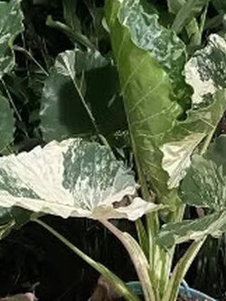 ต้นบอนกระดาดด่างขาว กระถาง 6 นิ้ว