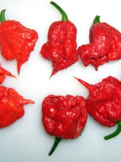 พริก Carolina Reaper / 25 เม็ด (Estonia)