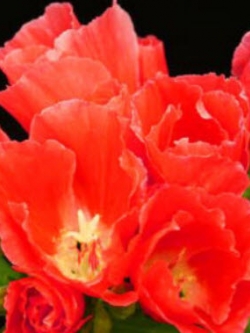 ก็อดดีเทีย (Godetia) สีส้ม / 2,000 เม็ด (UK)