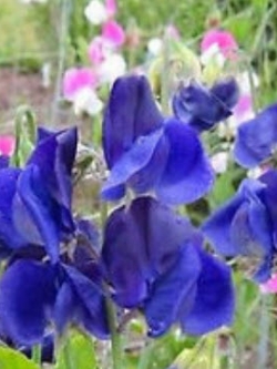 สวีทพี รอยัล เนวี่ บลู (Sweet Pea Royal Navy Blue) / 15 เม็ด (UK)