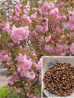 ซากุระต้น (Sakura) ชมพู / 20 เม็ด