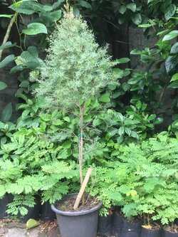 ต้นสนหอม หรือสนไล่ยุง สูง 50-70 ซ.ม. / ต้น