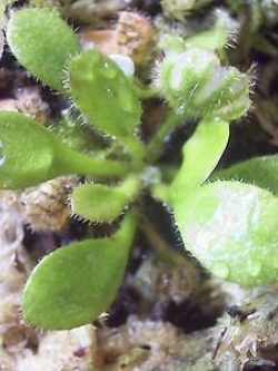 กระเป๋าจิงโจ้ (Cephalotus Follicularis) / 3 เม็ด (Israel)