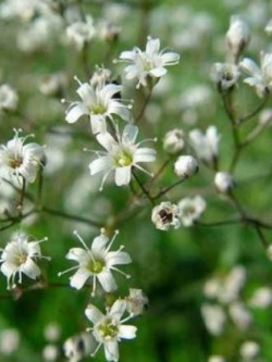 ยิปโซ (Gypsophila) สีขาว / 3,500 เม็ด (UK)