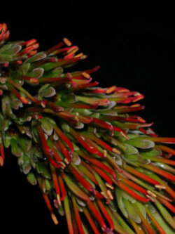 สะเดาช้าง (Pink Cedar Tree) / 15 เม็ด (France)