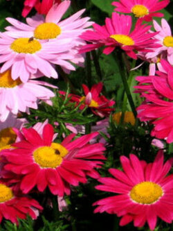 ไพรีธัม (Pyrethrum Robinson / C. Coccineum) คละสี / 140 เม็ด ดอกไม้ไล่แมลงและยุง