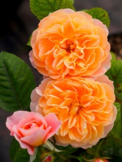 กุหลาบเลื้อย สีส้ม / 100 เม็ด