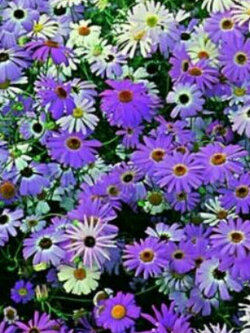 เดซี่ สวอน ริเวอร์ (Swan River Daisy) คละ / 10,000 เม็ด (UK)