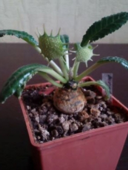 มะพร้าวทะเลทราย (Dorstenia Crispa) / 3 เม็ด (Russia)