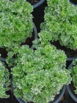 ต้นเล็บครุฑผักชี กระถาง สูง 30-50 ซ.ม. / ต้น