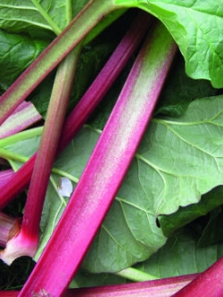 เทอร์นิพ (Turnip Greens) / 25 เม็ด (Hungary)