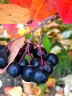 อโรเนีย หรือโช้คเบอรี่ (Aronia / Chokeberry) / 25 เม็ด (Serbia)