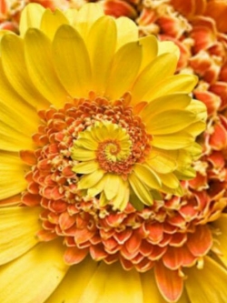 มิราเคิล เดซี่ (Miracle Daisy) สีเหลือง-ส้ม / 100 เม็ด