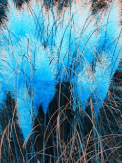 หญ้าภูเขา (Pampas grass) สีฟ้า / 1,000 เม็ด (China)