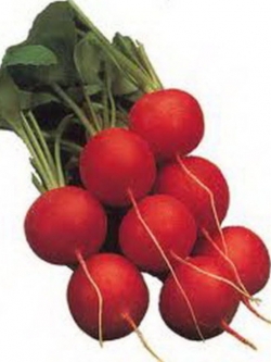 หัวไชเท้าแดง หัวใหญ่ / 500 เม็ด (Serbia)