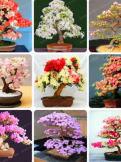 ซากูระ บอนไซ (Sakura bonsai) คละ / 20 เม็ด