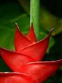 เฮลิโคเนีย (Heliconia) สีแดงกุหลาบ / 25 เม็ด