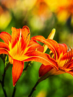 เดย์ลิลี่ (Daylily) สีส้ม / 50 เม็ด (China)