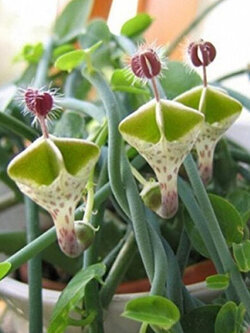 สายป่านดวงใจ (Ceropegia Woodii) / 5 เม็ด (Germany)