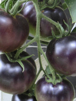 มะเขือเทศเชอรี่ดำ (Black Cherry Tomato) / 50 เม็ด (Croatia)*