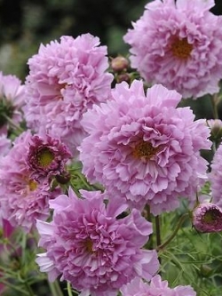 ดาวกระจายซ้อน โรส บอนบอน (Cosmos - Double Click Ros Bon Bon) / 20 เม็ด (UK)