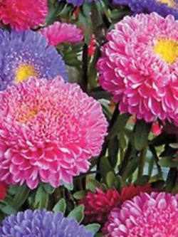 แอสเตอร์ ปริ้นท์เซส (Aster Princess) คละ / 200 เม็ด (Ukraine)