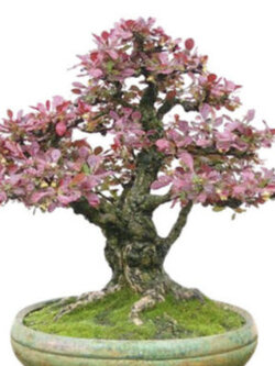 บาร์เบอรี่ญี่ปุ่น (Japanese Barberry) / 10 เม็ด (UK)*