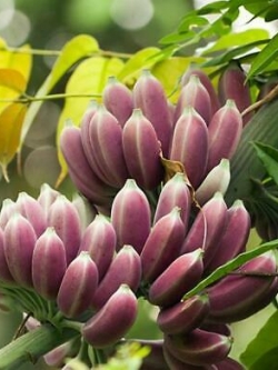 กล้วย เบอมีส บลู (Burmese Blue) / 5 เม็ด (Portugal)