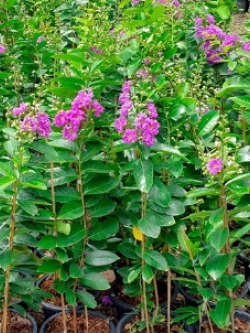 ต้นยี่เข่ง สีชมพู ถุงดำ สูง 50-60 ซ.ม. / ต้น