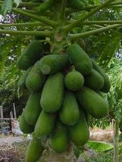 มะละกอฮอลแลนด์ ต้นเตี้ย / 100 เม็ด