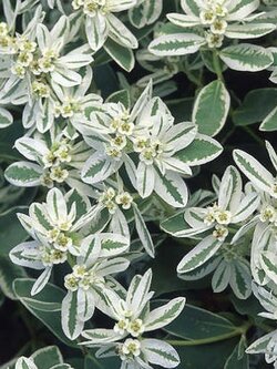 ยูฟอร์เบีย มาร์จินาต้า (Euphorbia Marginata) / ซอง 10 เม็ด (F001)