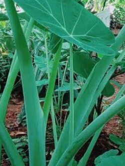 ต้นออดิบ หรือต้นคูน (บอนกินได้) กระถาง 10 นิ้ว