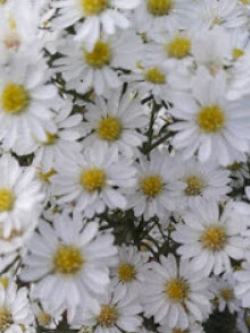 ต้นดอกคัตเตอร์สีขาว (White Cutter Flower) / ต้น