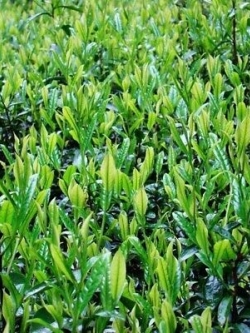 ชาเขียวจีน (Chinese Green tea) / 10 เม็ด (China)