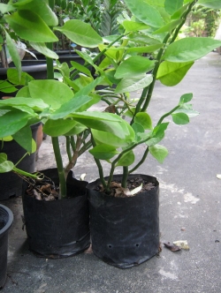 ต้นแสยกใบเขียว สูง 50-70 ซ.ม. / ต้น