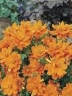 ดาวกระจายสีส้ม (Cosmos Orange) / 25 เม็ด (UK)