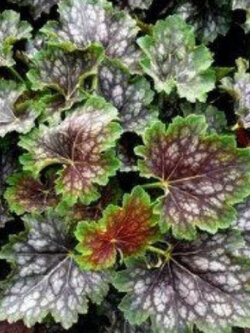 ฮิวเชร่า (Heuchera Marvelous Marble) / 75 เม็ด (Australia)