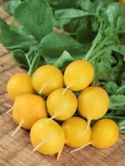 ไชเท้าเหลือง (Yellow Radish) หรือ Zlata radish / 100 เม็ด