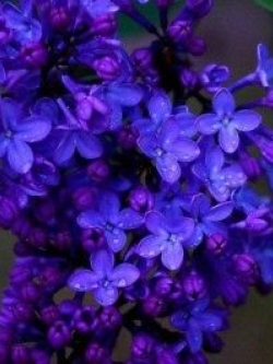 ไลแลค ญี่ปุ่น (Japanese Lilac) สีน้ำเงินเข้ม / 50 เม็ด (นอก)