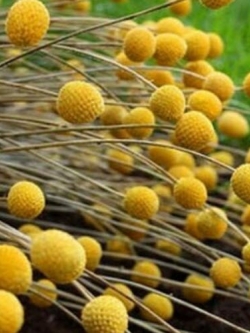 แครสพีเดีย (Craspedia Globosa) / 50 เม็ด (USA)