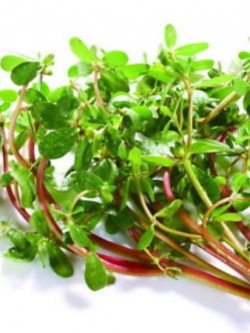 คุณนายตื่นสาย (Portulaca) ตัดสด คละสี กำละ 10 ท่อน