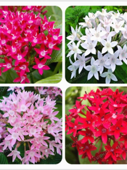 เข็มอินเดีย (Starflower) คละสี / 20 เม็ด (China)