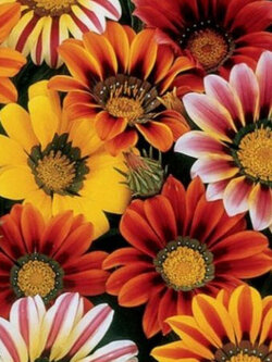 กาซาเนีย (Gazania) คละ / 50 เม็ด (USA)