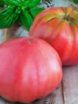 มะเขือเทศยักษ์ (Russian Tomato) / 100 เม็ด (Ukrane)