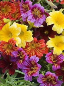 ซาลพิกลอสซิส (Salpiglossis sinuata) คละ / 1,200 เม็ด (Ukraine)